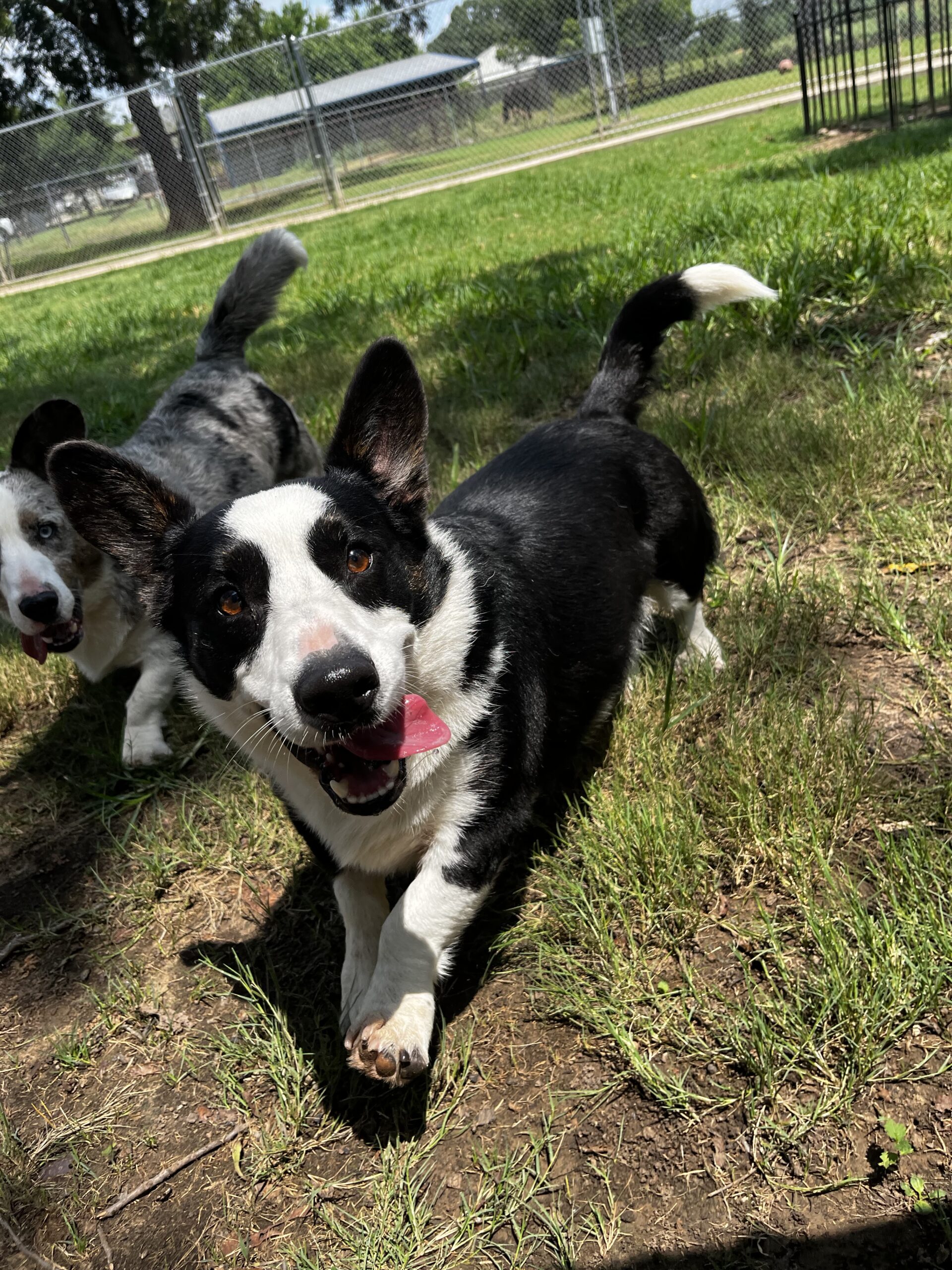 Boarding – Happy Tails Complete Pet Care