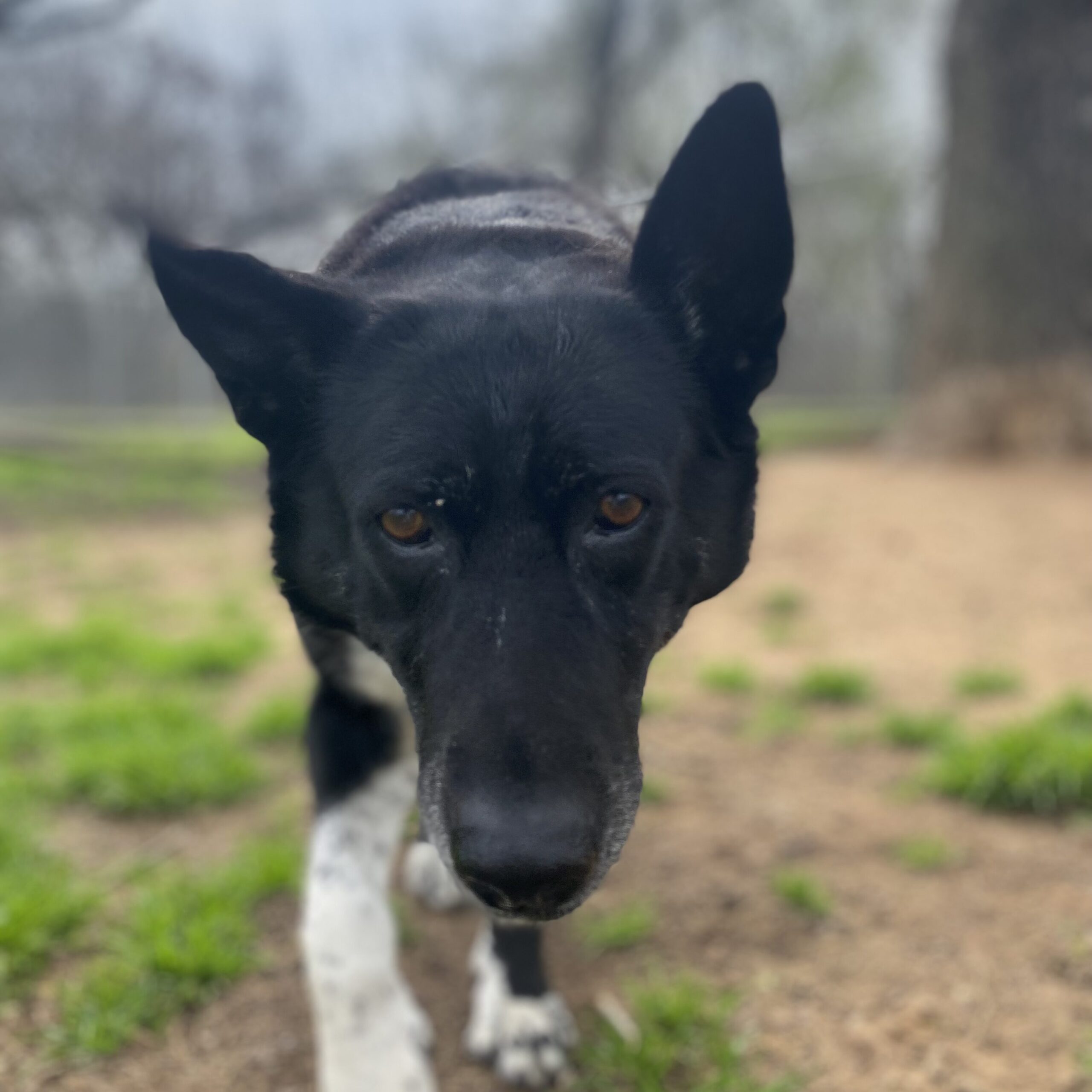 Boarding – Happy Tails Complete Pet Care
