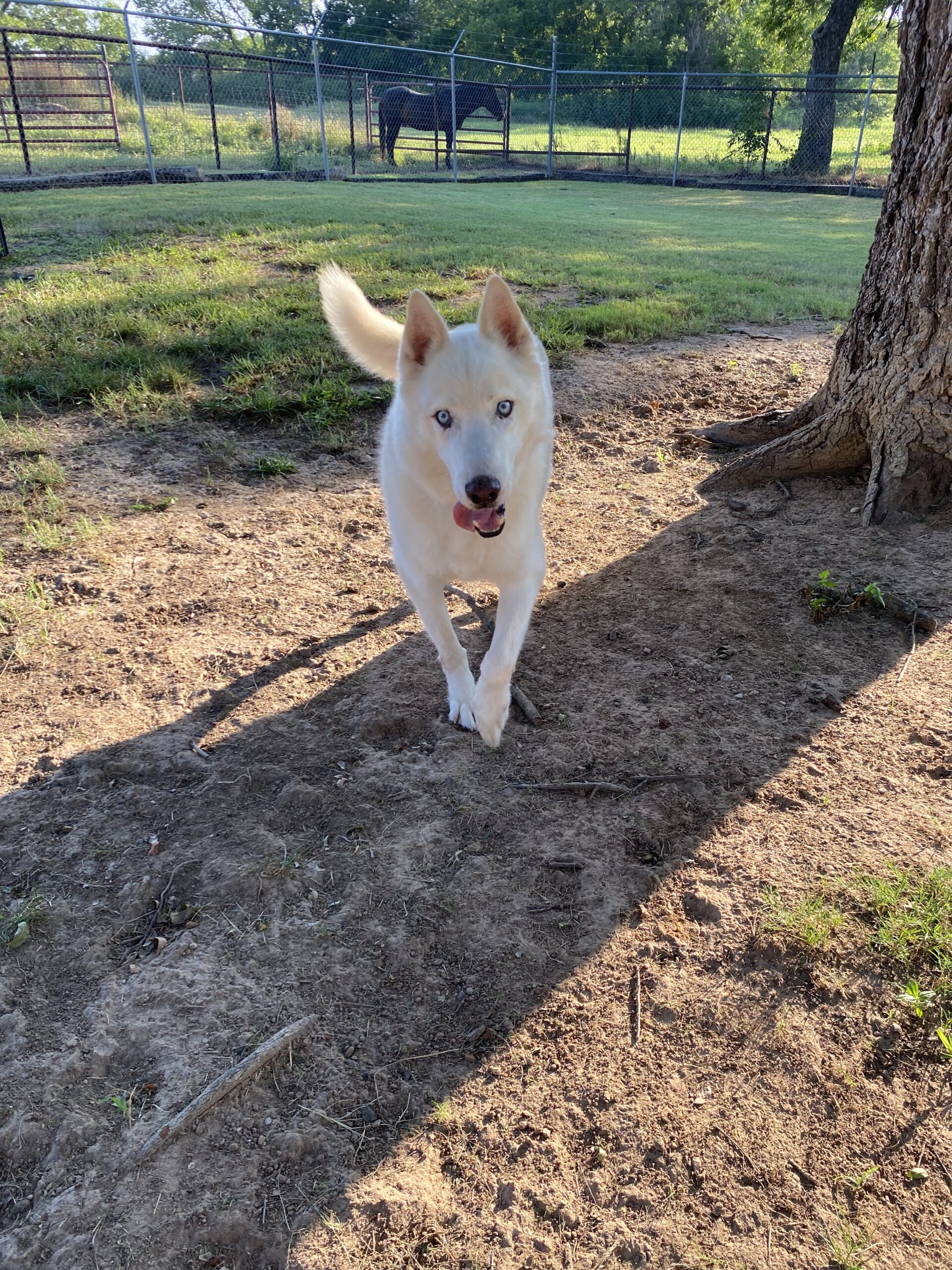 Boarding – Happy Tails Complete Pet Care